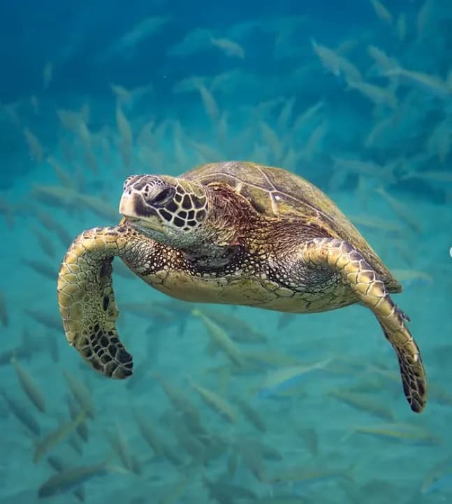 Serene Swimmer: A Turtle's Journey Through the Underwater Symphony of Life