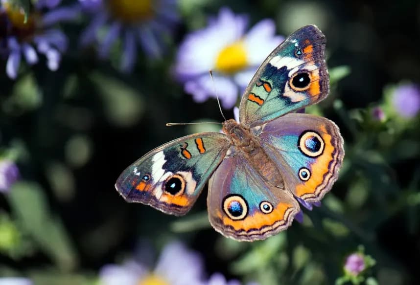 Whimsical Wings: A Butterfly's Dance Among Blossoms