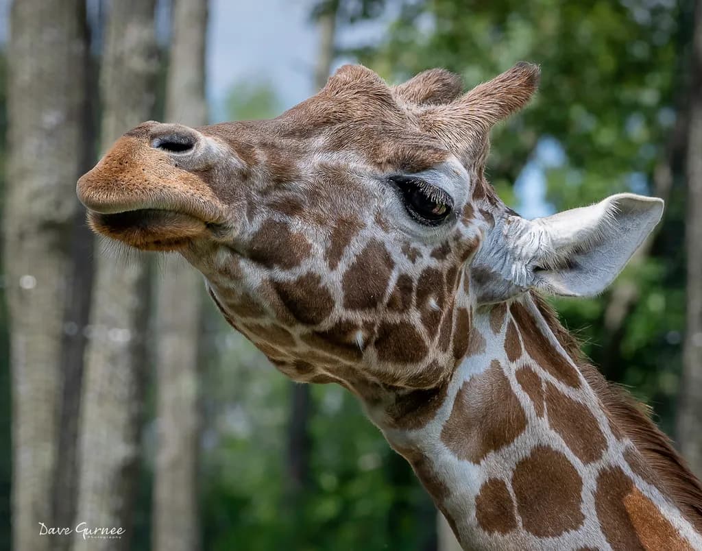 Giraffe Profile