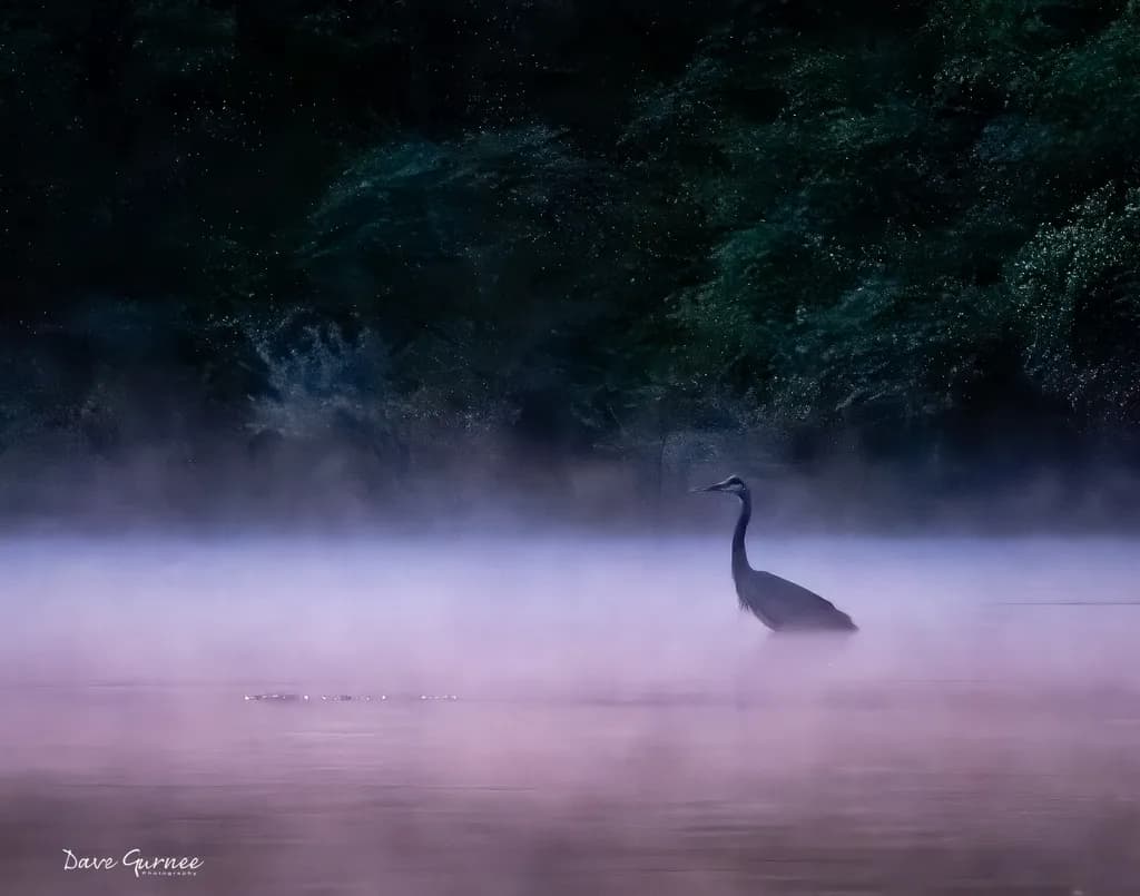 Mist Over Lake Heron