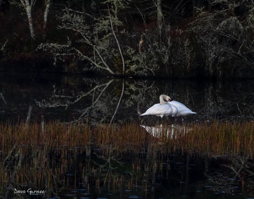 Swan in Wetland Reflection