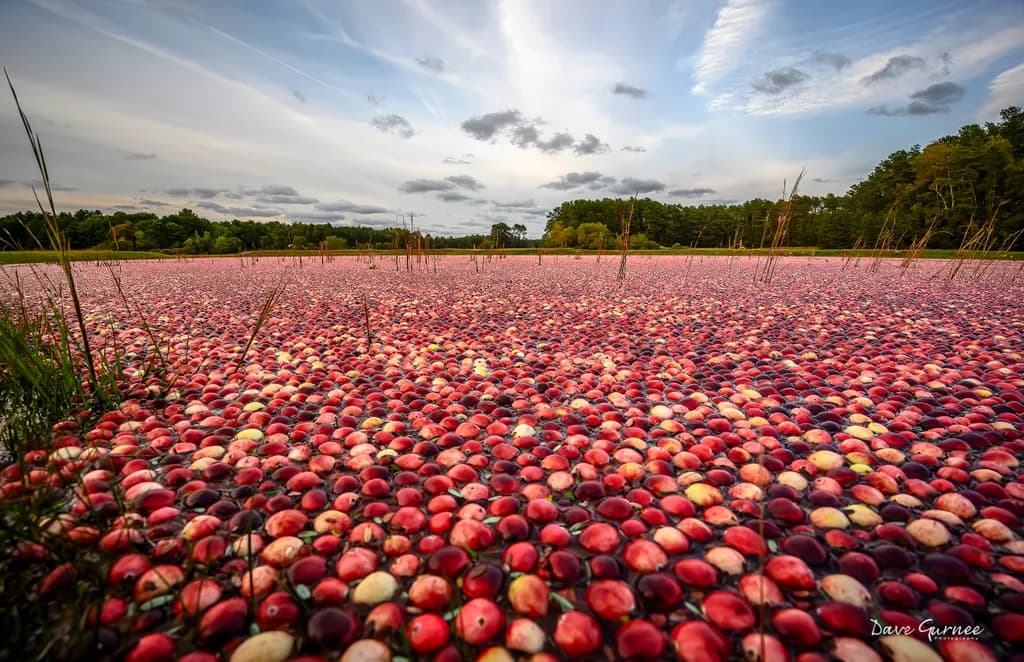 Cranberry Bog Panorama