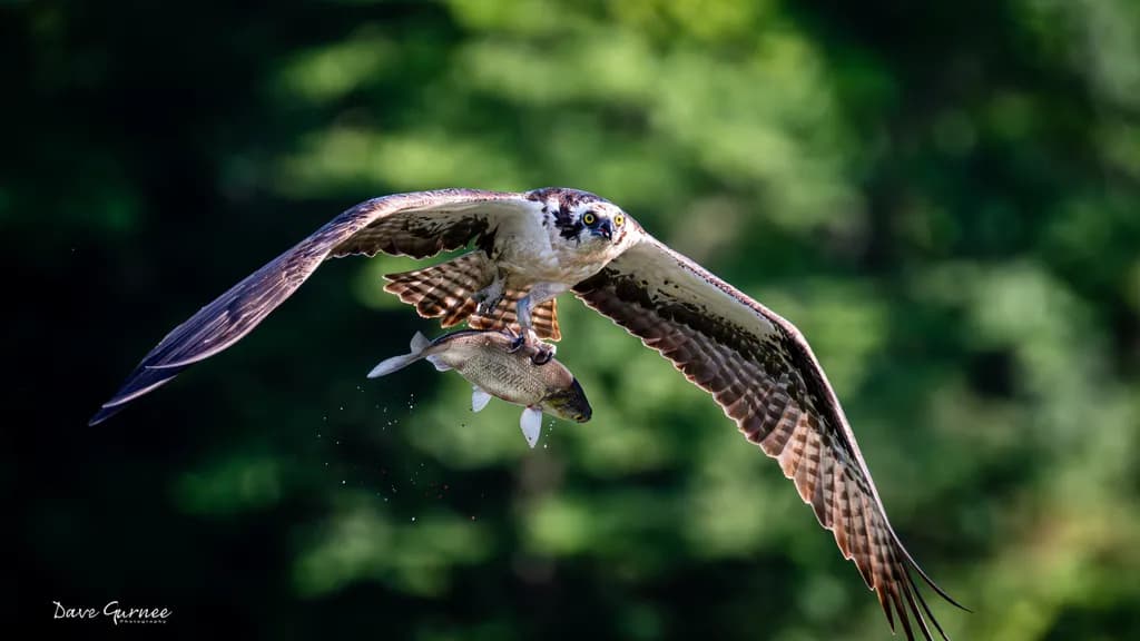 Osprey with Fish Catch
