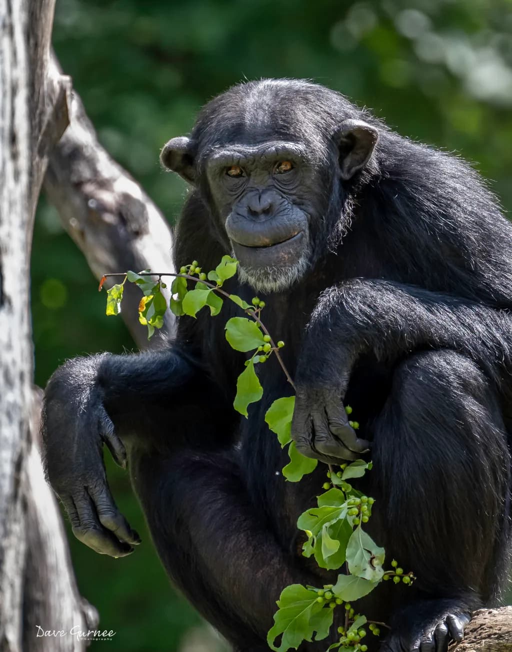 Chimpanzee with Leaves