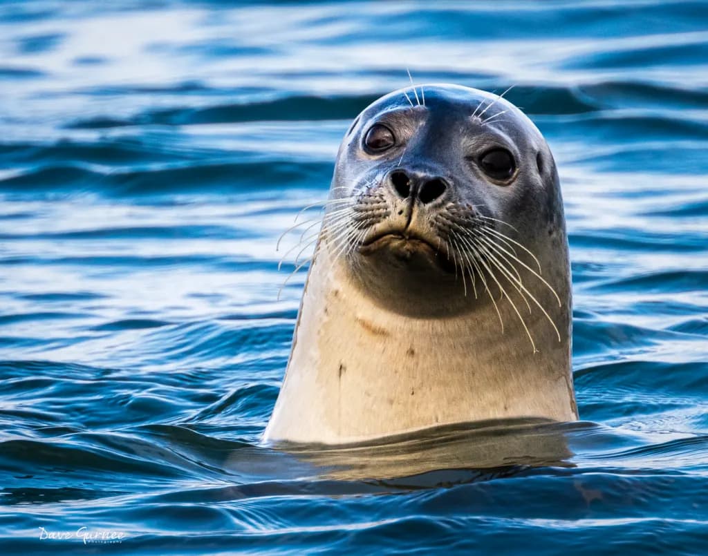 Seal in Ocean Blue