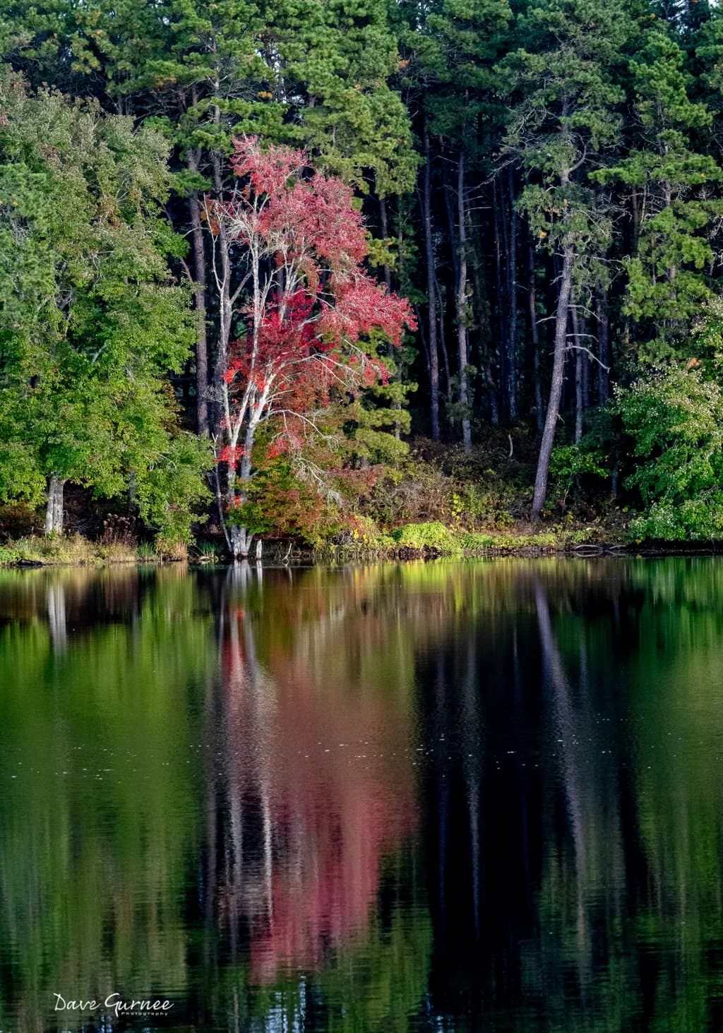Autumn Reflection Forest