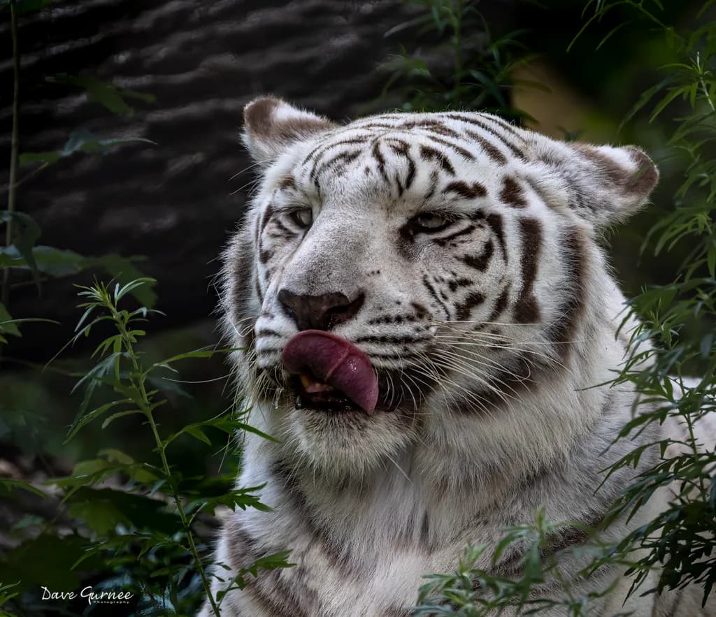 White Tiger Portrait