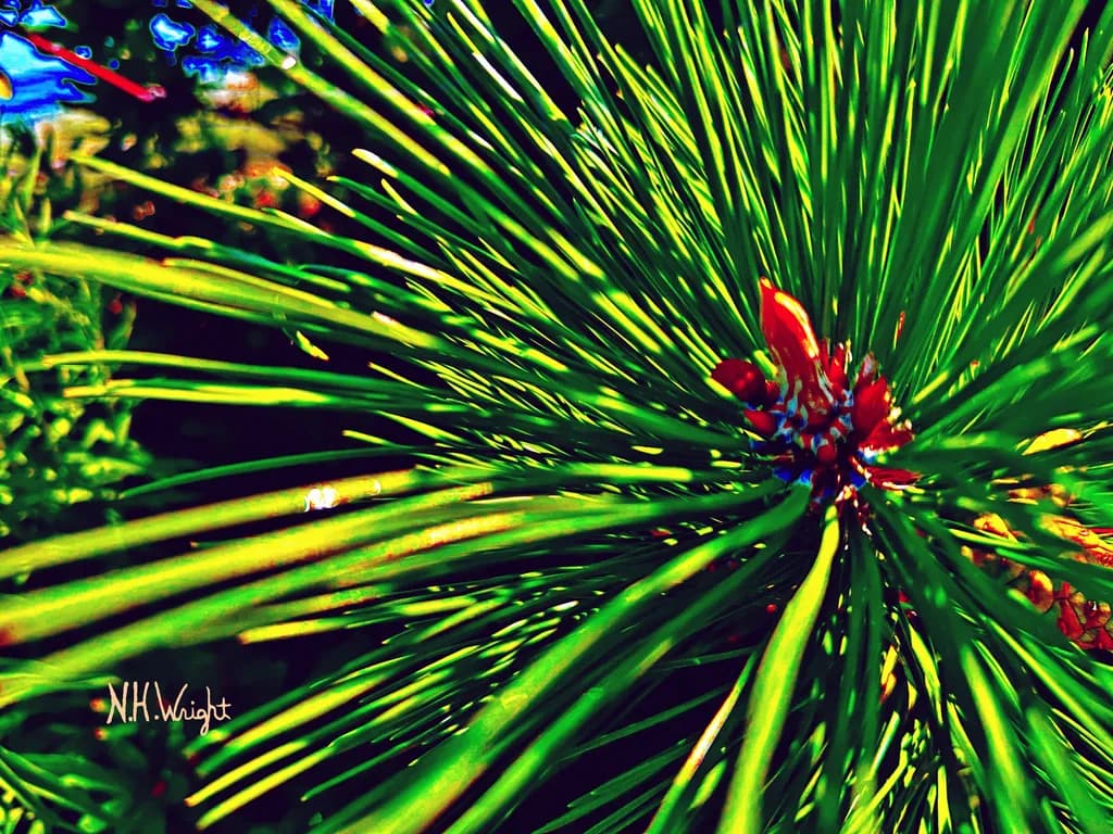 Pine Burst
