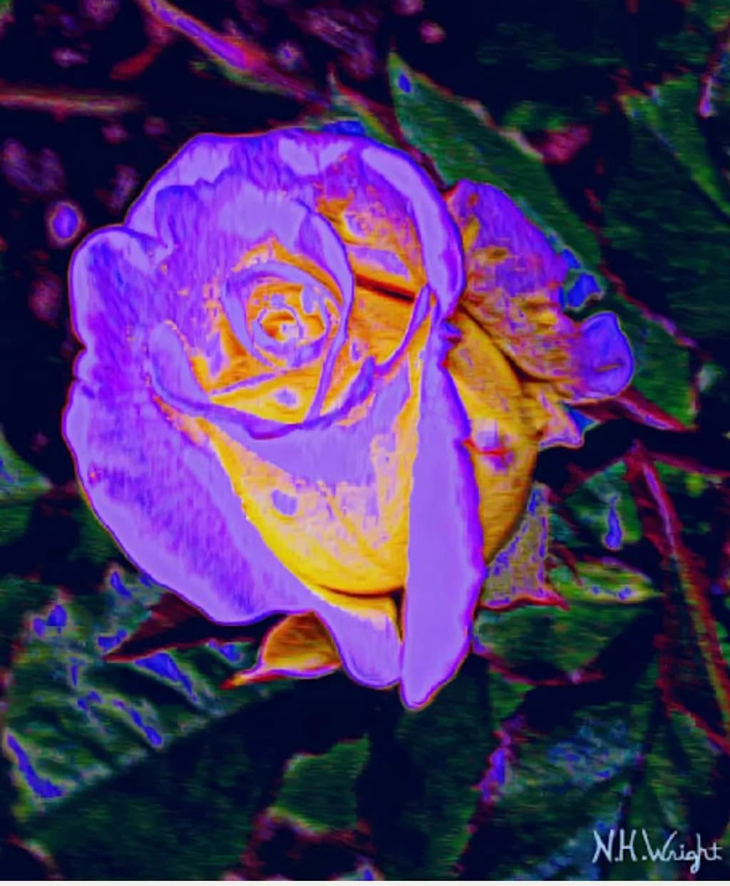 Colorful Bloom