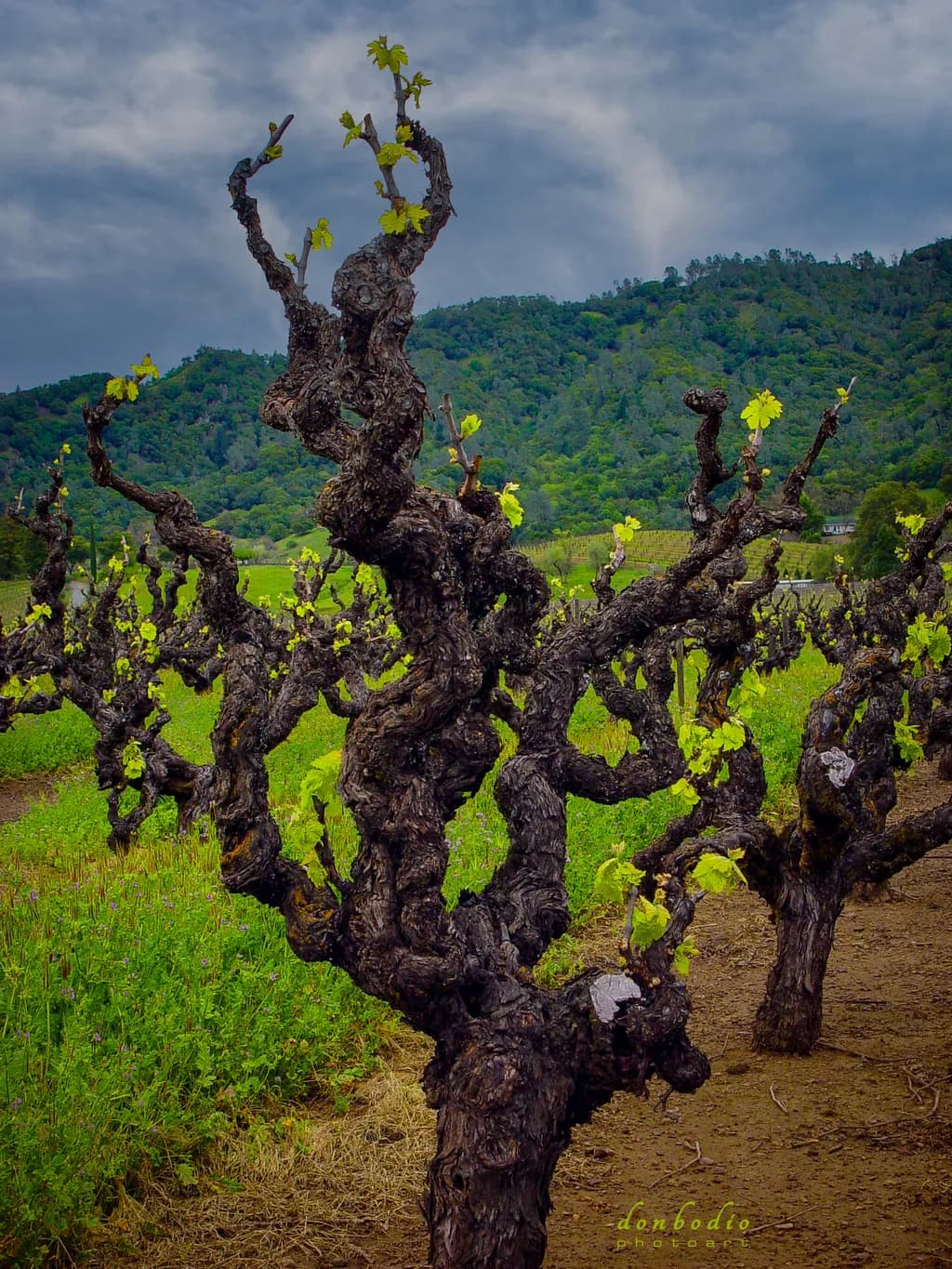 Whispers of the Vineyard: Ancient Vines Embracing New Life