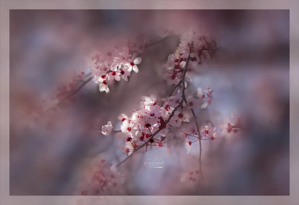 Cherry Plum Blossoms