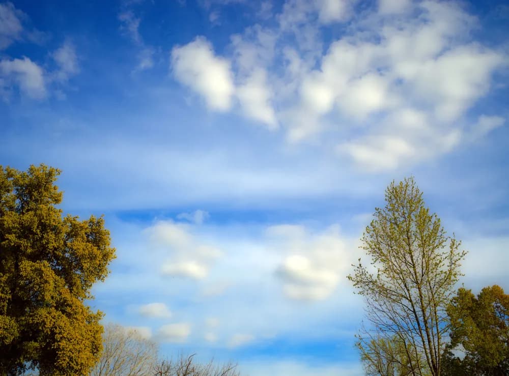 Serenity Beneath the Blue Sky: A Tranquil Nature Scene with Trees and Clouds