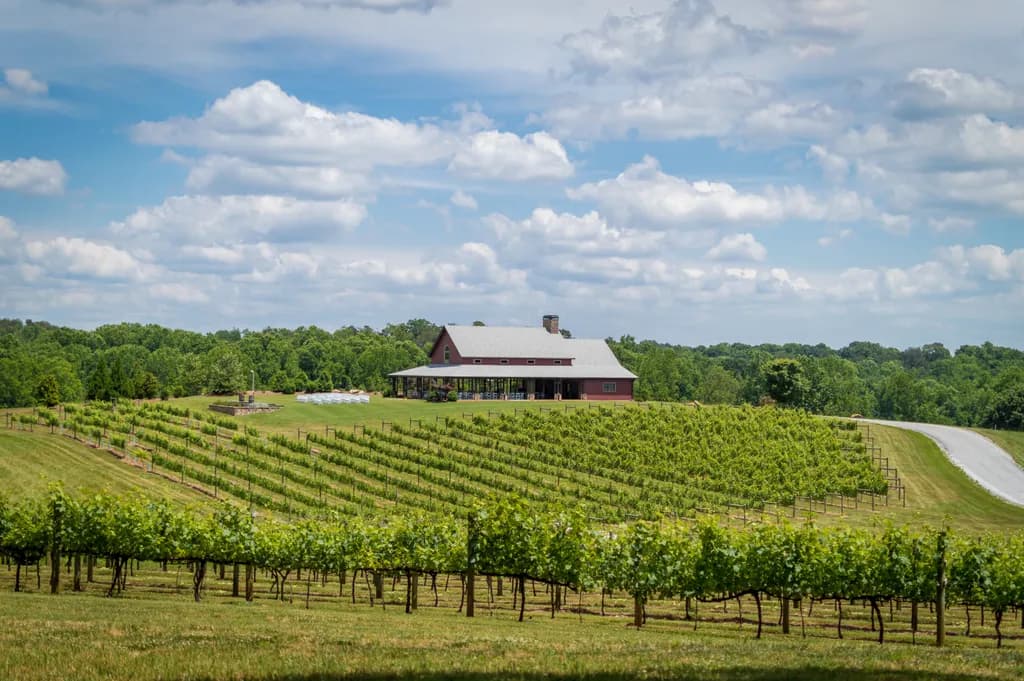 Whispers of the Vineyard: A Serene Escape into Nature's Embrace