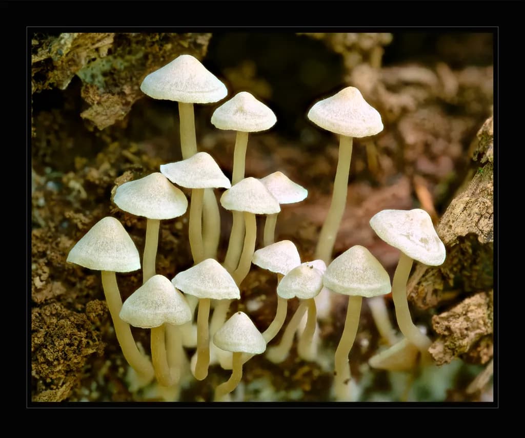 Whispers of the Forest: A Macro Study of Delicate Fungi
