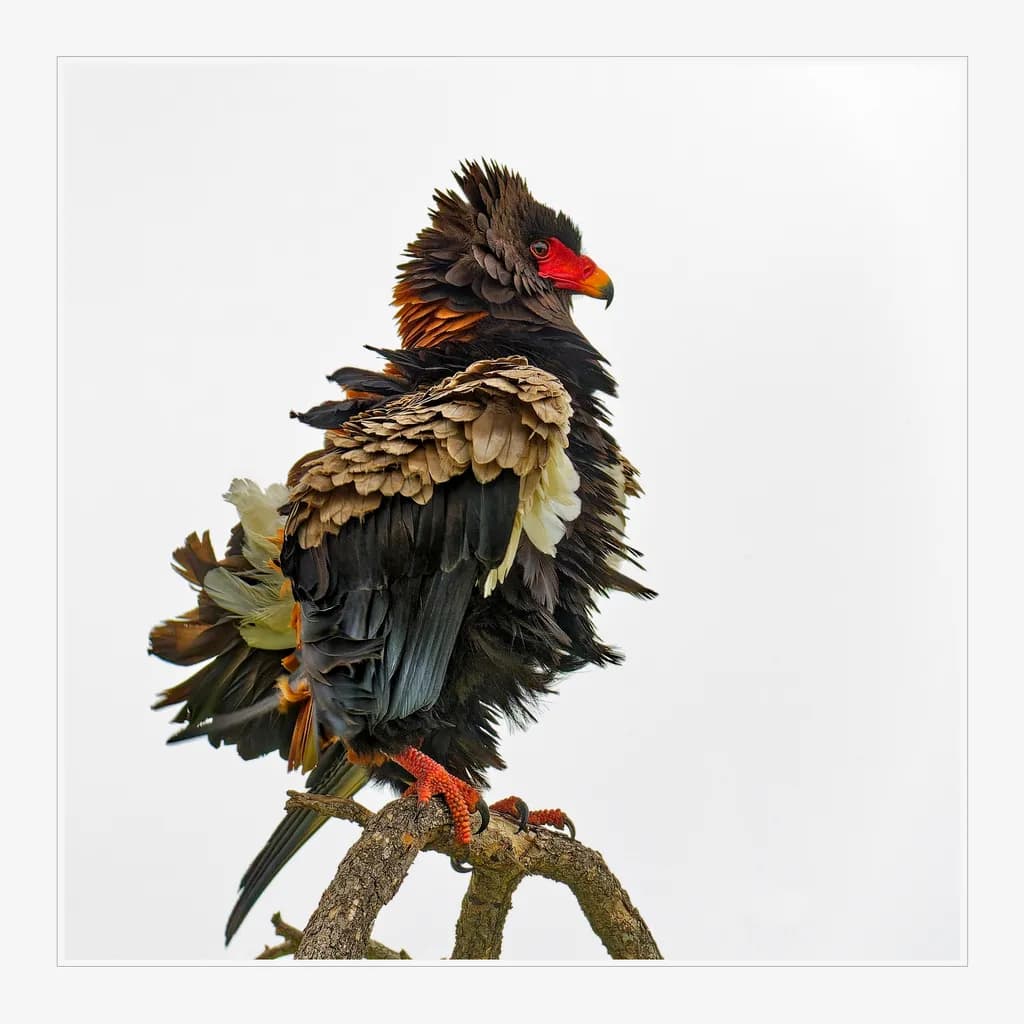 Majestic Perch: The Colorful Elegance of a Feathered Monarch