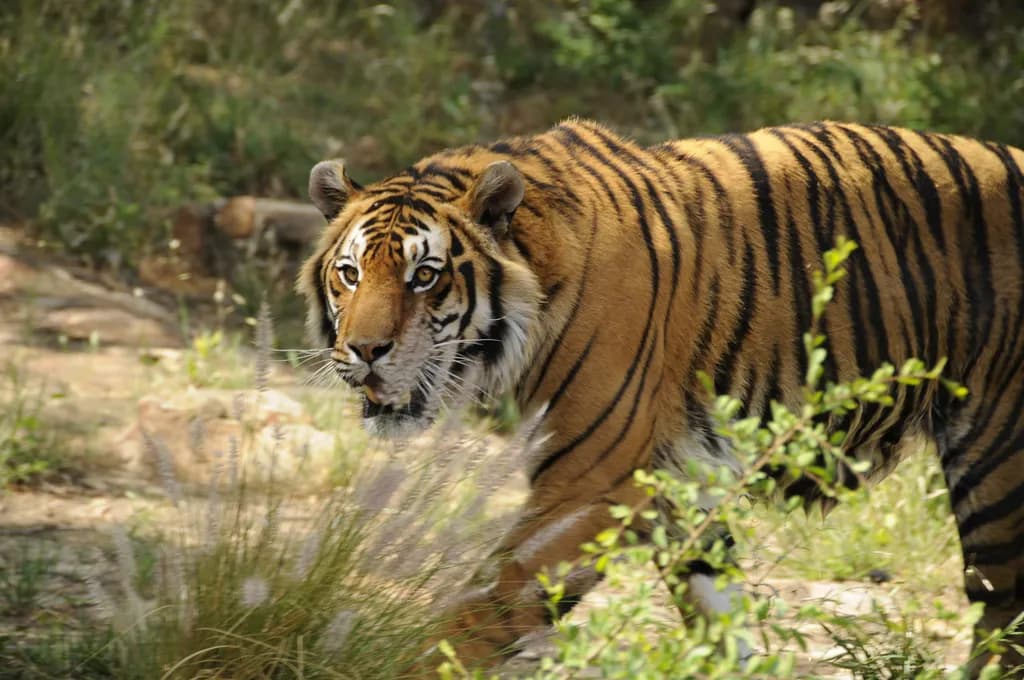 Majestic Stripes: The Silent Stalker of the Wild