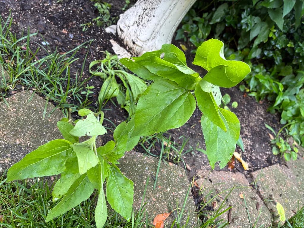 Garden Plant Growth