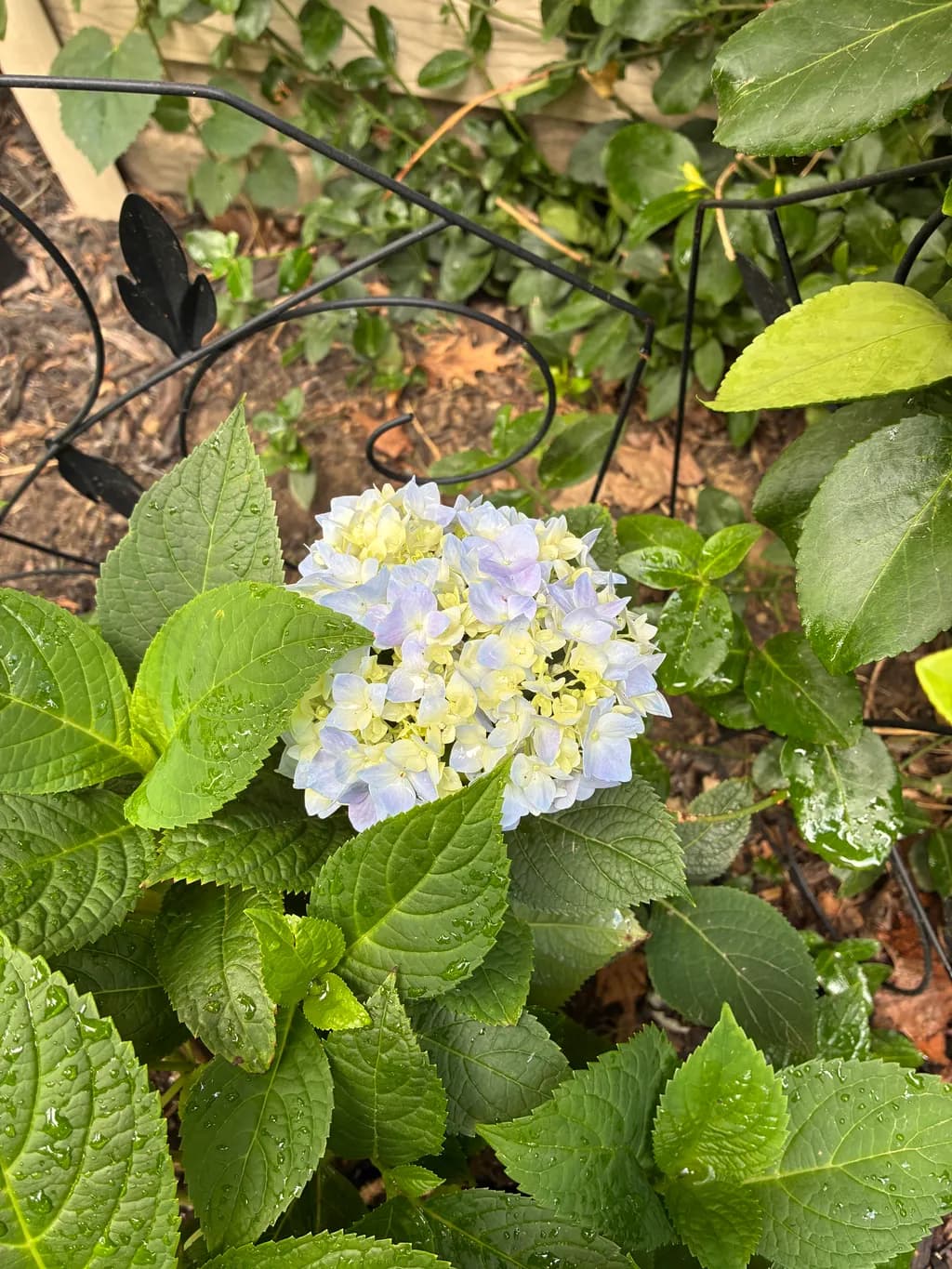 Hydrangea Bloom