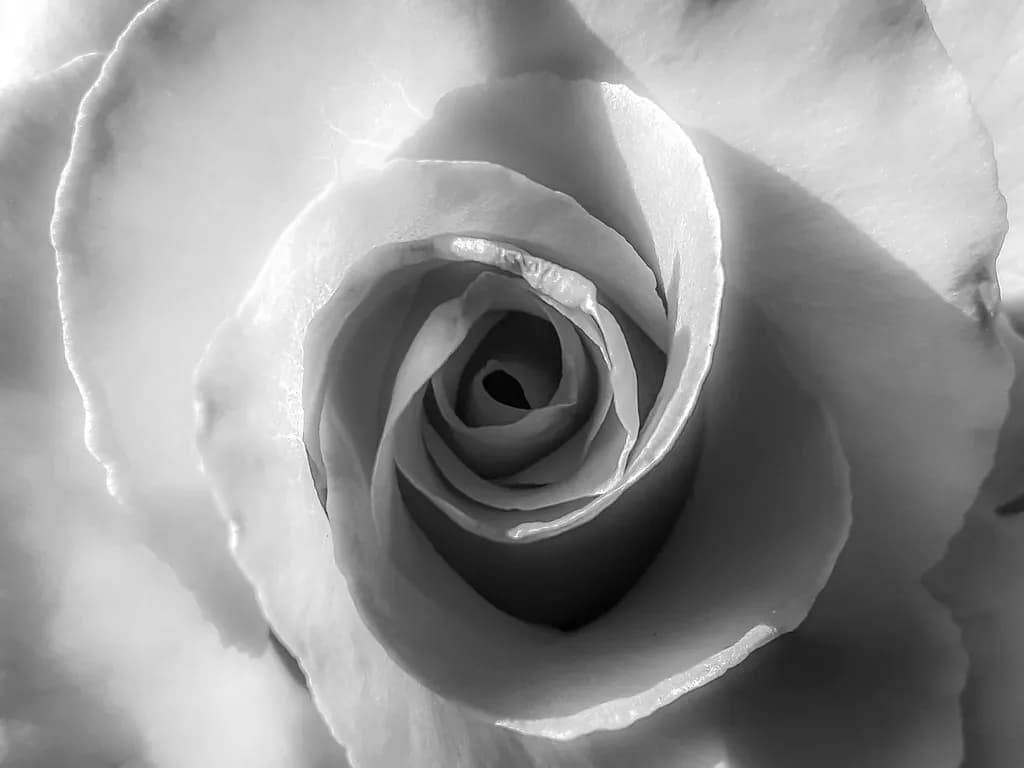 Everlasting Rose