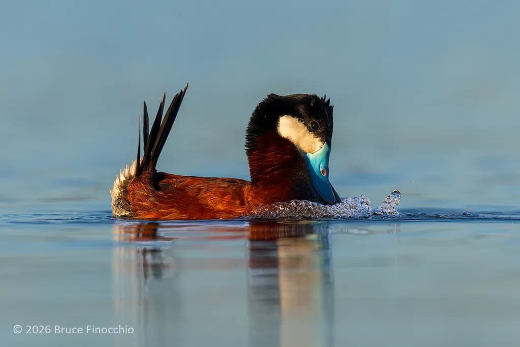 Ruddy Duck Ritual
