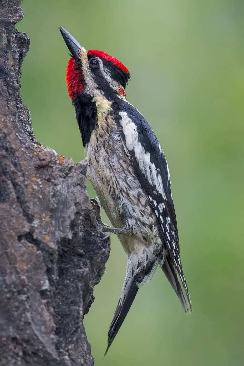 Red-naped Sapsucker on Bark