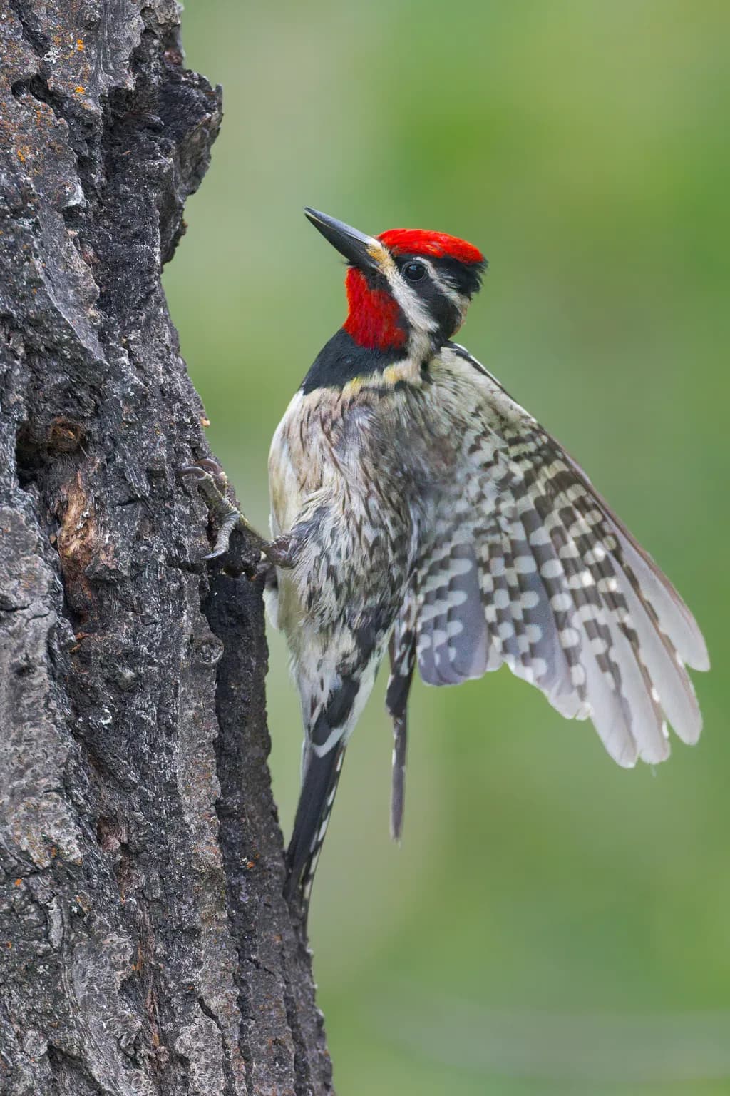 Red-naped Sapsucker on Bark