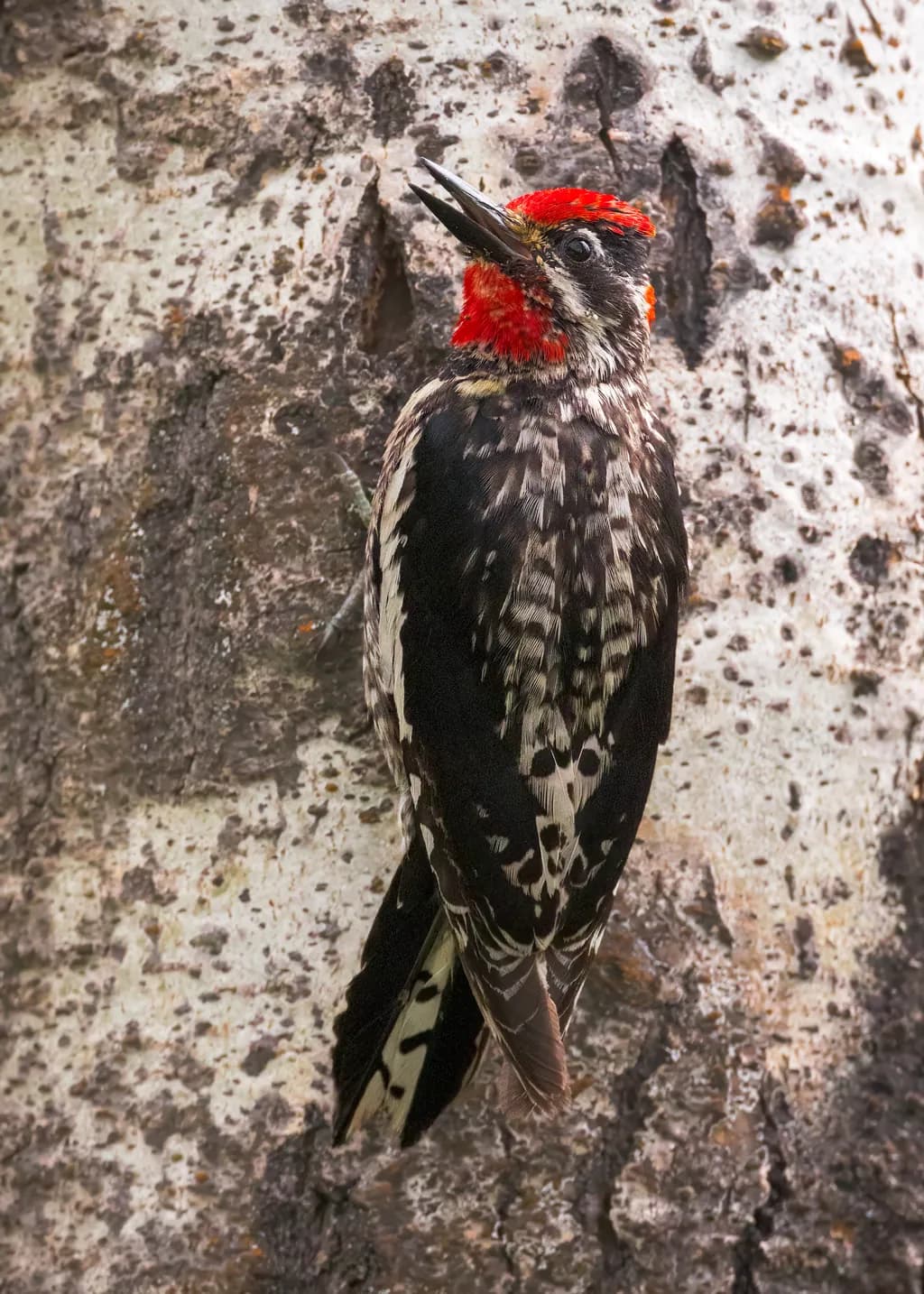 Red-naped Sapsucker on Aspen Trunk