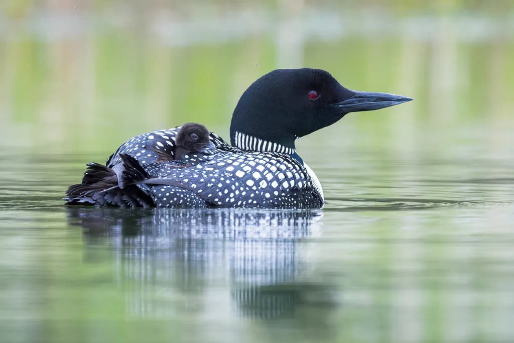 Loon's Embrace
