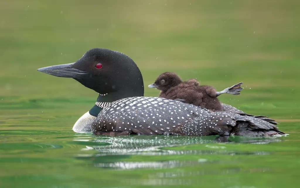 Loon's Journey