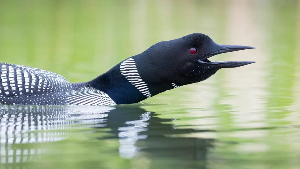 Haunting Loon Song