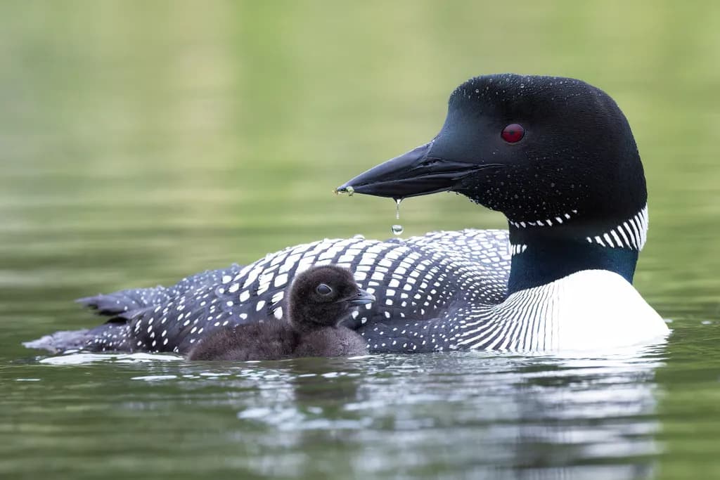 Loon's Quiet Offering