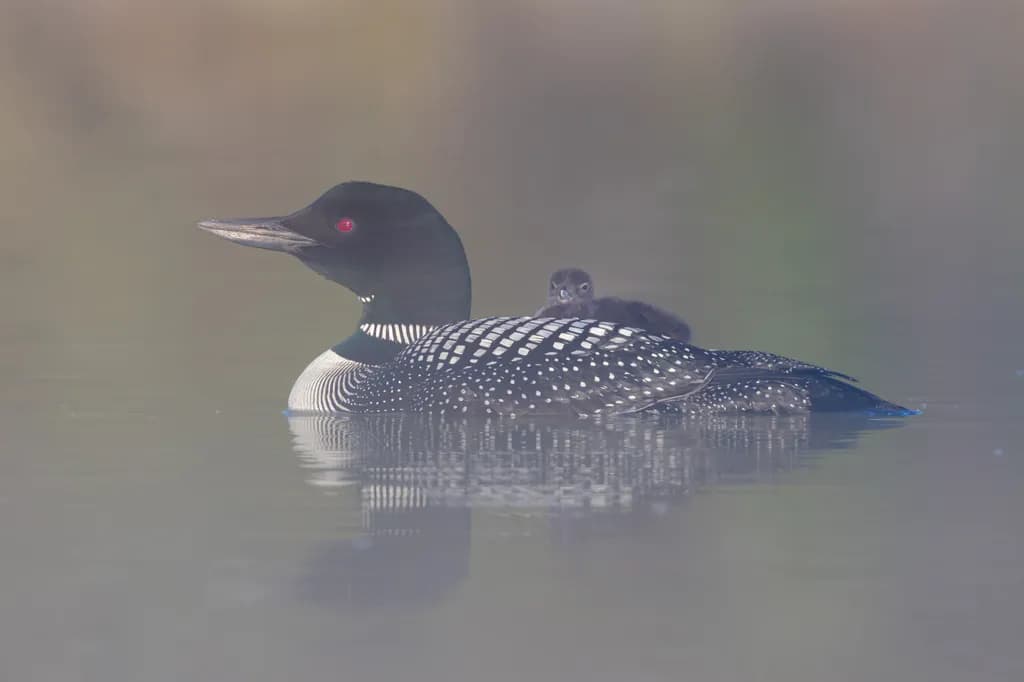 Mistbound Loon Embrace