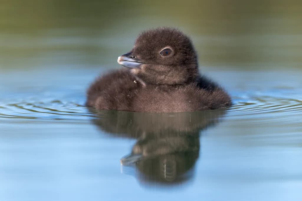 Fuzzy Loon Reflection