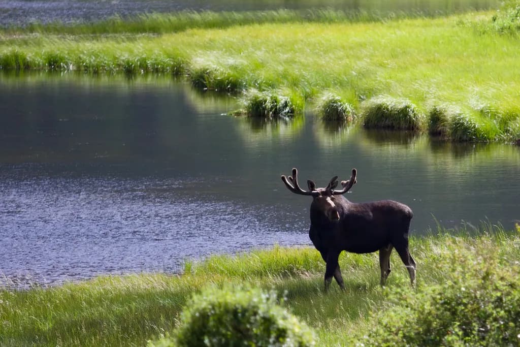 Moose