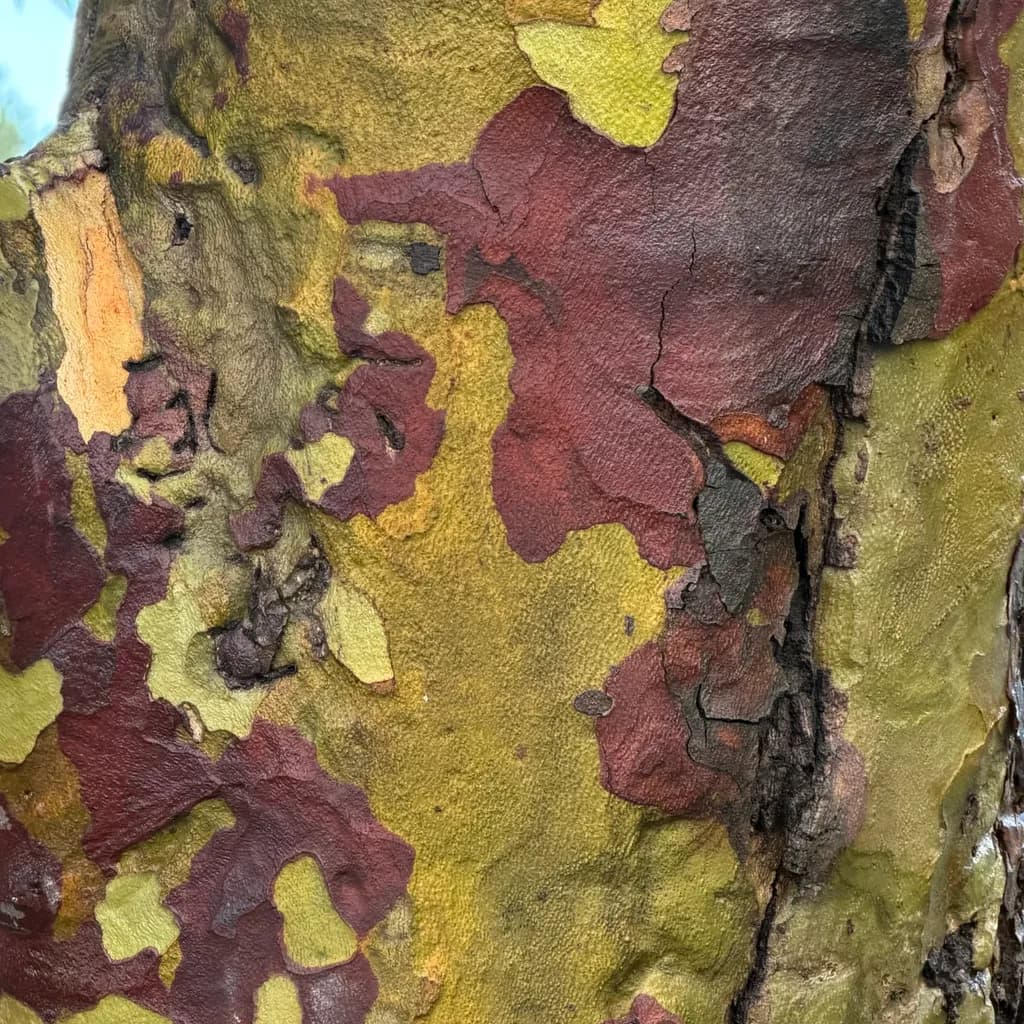 Nature's Canvas: A Vibrant Tapestry of Earthy Hues and Textures