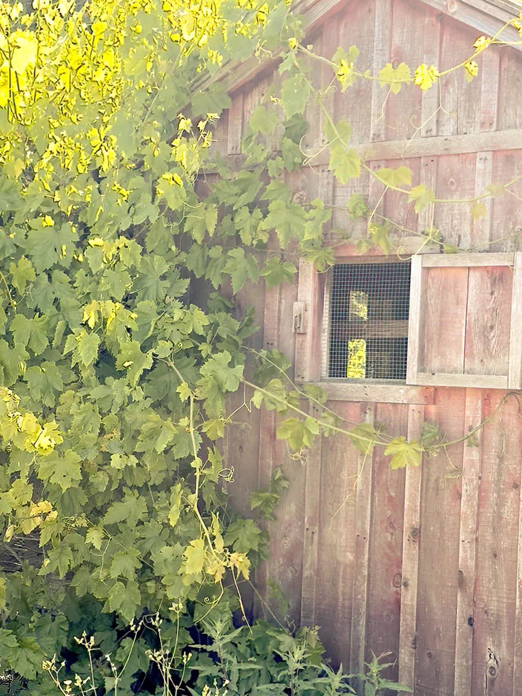 Hidden Nest