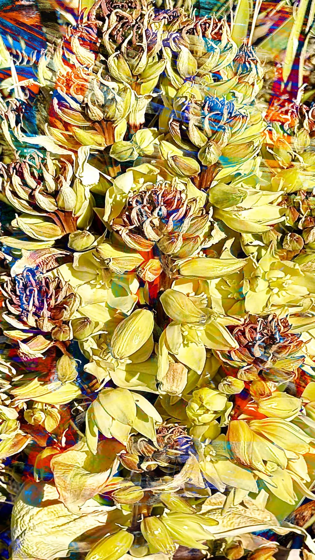 Rainbow Blossoms