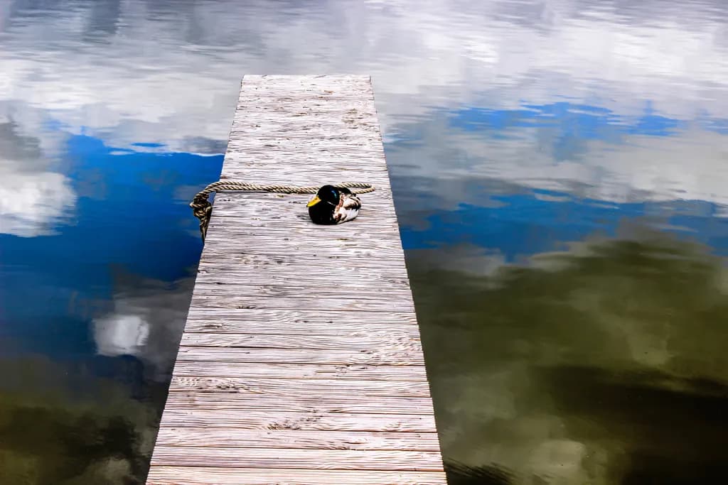 Serenity on the Dock: A Duck's Daydream in Reflections