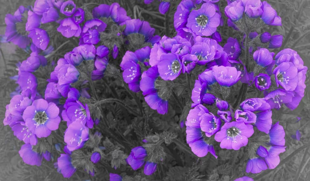 Vibrant Whispers: A Playful Dance of Purple Blooms in a Monochrome World