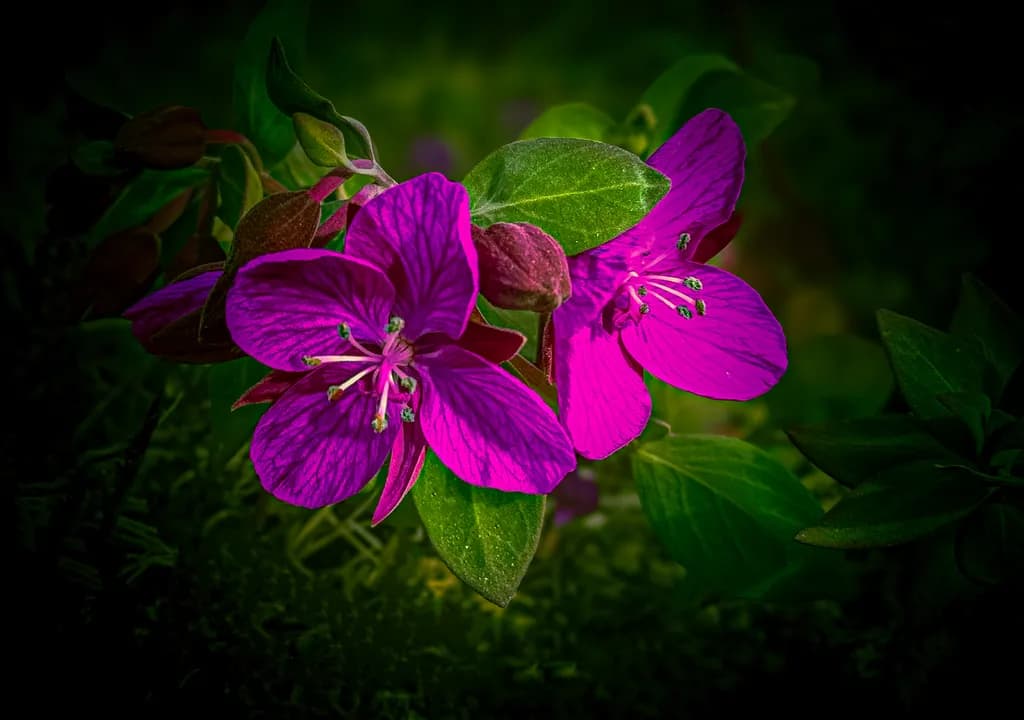 Vibrant Whispers: A Playful Dance of Purple Blooms in Nature's Embrace