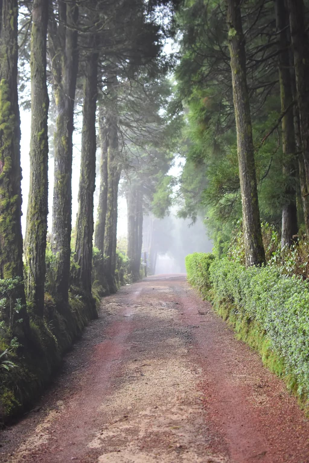 Misty Tree Lane