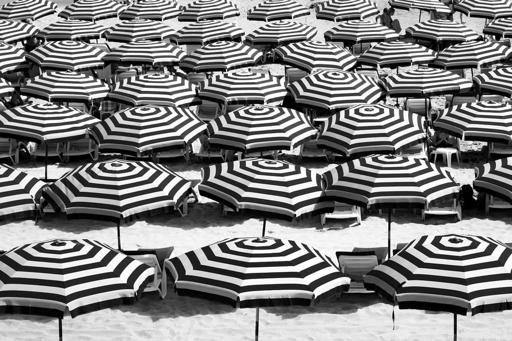 "Monochrome Canopy"