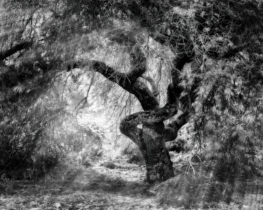 Dancing In A Timeless Ceremony II