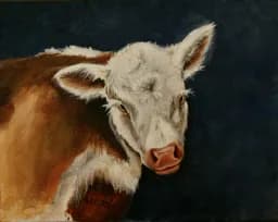 White Cow Portrait