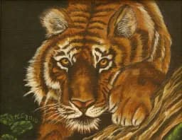 Tiger's Steady Gaze