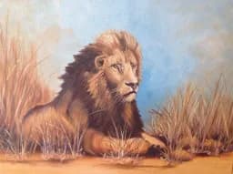 Savanna Lion