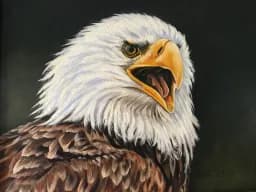 Bald Eagle’s Cry