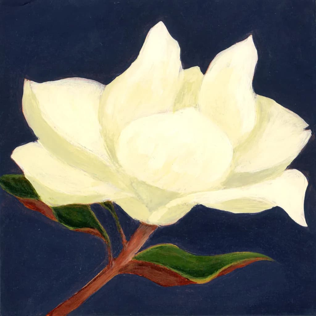 Magnolia blossom 2