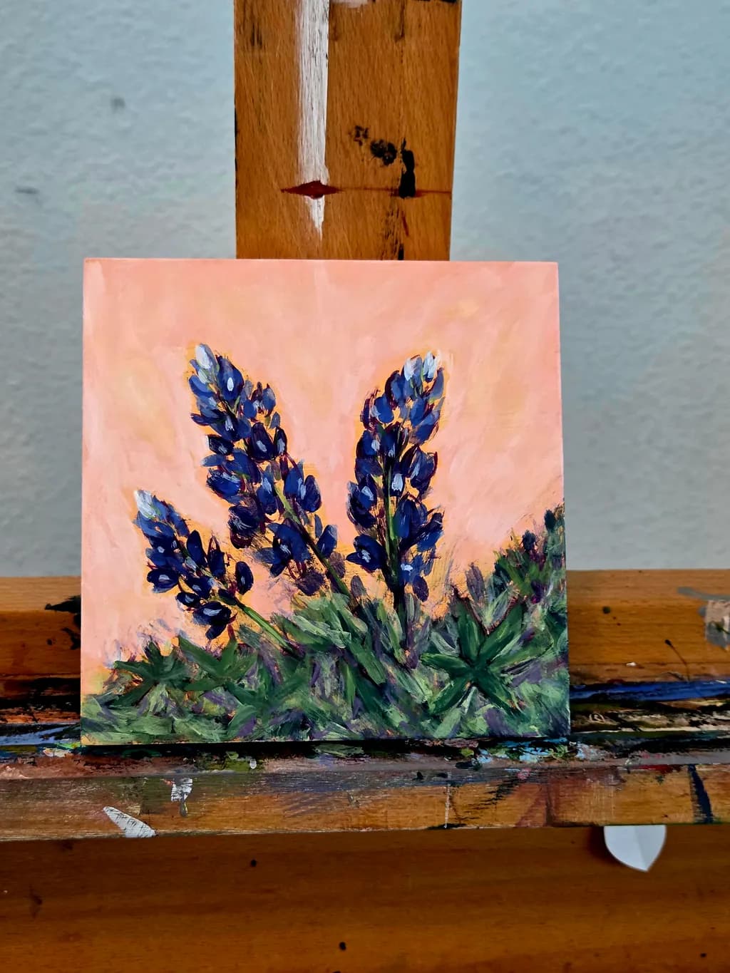 Bluebonnet Grace