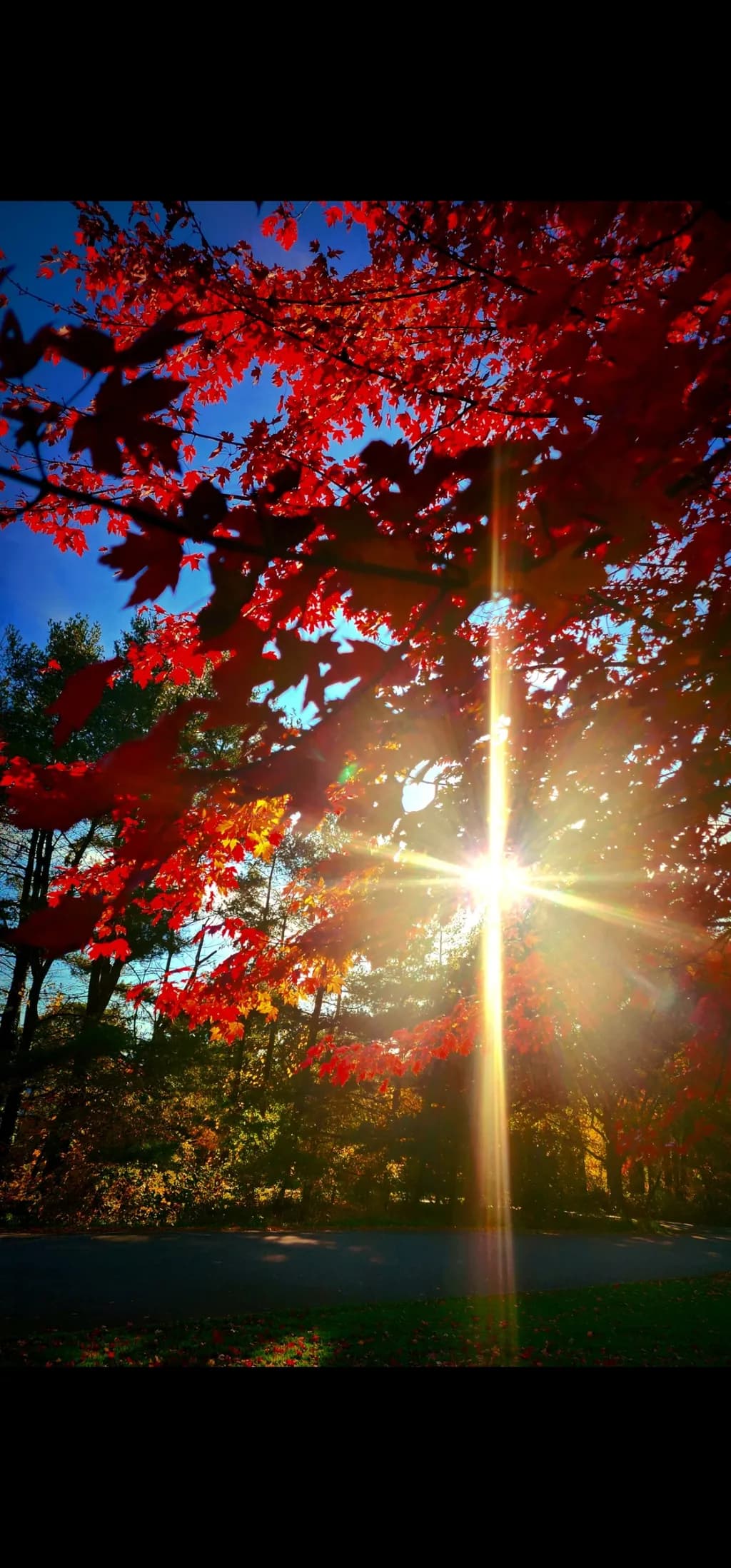 Autumn Radiance
